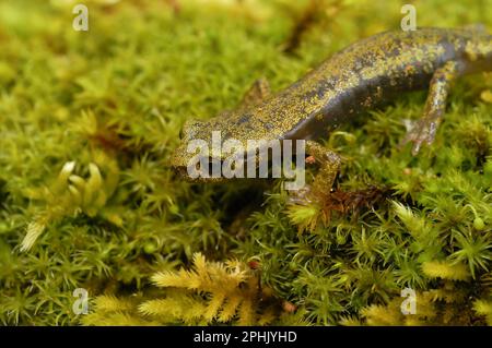 Oberflächliche Nahaufnahme eines Unterkreises des vom Aussterben bedrohten Kalkstein-Salamanders, Hydromantes brunus Stockfoto