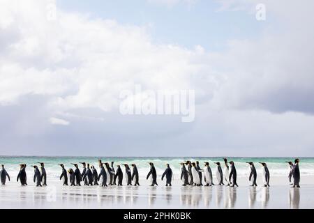 König Penquins, Aptenodytes Patagonicus, am Volunteer Point auf den Falklandinseln. Stockfoto