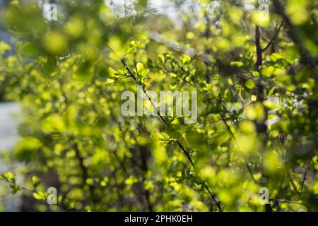 Junge grüne Blätter springen auf einem Zweig auf. Unscharfer sonniger Hintergrund mit Bokeh. Helles, natürliches Design. Das Konzept von Erwachen, Wärme und Freude. Naturschutz Stockfoto