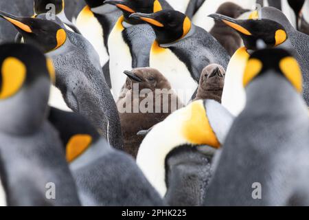 Ein König Penquin, Aptenodytes Patagonicus, unter Erwachsenen, am Volunteer Point auf den Falklandinseln. Stockfoto