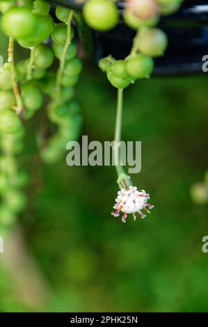 Eine Perlenpflanze blüht. Stockfoto