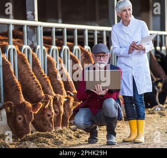Ein älterer Bauer, der sich in der Hocke hockt und an einem Laptop arbeitet, und eine reife Tierärztin neben ihm auf einer Kuhfarm Stockfoto