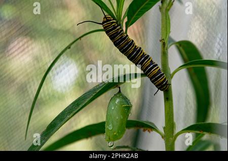 Zwei Phasen des Lebenszyklus des Monarchen-Schmetterlings, eine Raupe und eine Chrysalis. Stockfoto