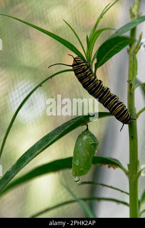 Eine Monarch-Schmetterling-Puppe hängt an einem Schwanenpflanzenblatt, ihre Raupe ernährt sich von dem Schwanenpflanzenblatt darüber Stockfoto