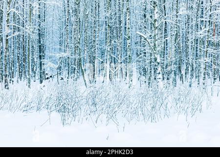 Ein winterlicher schwedischer Wald mit Schnee und Eis, umgeben von frostigen Bäumen an einem friedlichen, kalten Tag. Stockfoto