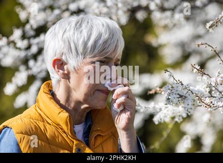 Reife Frau, die die Nase mit einer Serviette vor einem blühenden Baum abwischte. Frühjahrsallergie-Anfallskonzept Stockfoto