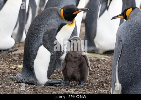 Ein erwachsener König Penquin, Aptenodytes Patagonicus, mit seinem Küken am Volunteer Point auf den Falklandinseln. Stockfoto