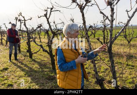 Reifes Paar, das Obstbäume im Obstgarten im Frühling schneidet Stockfoto