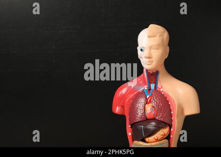 Menschliche Anatomie, die innere Organe nahe dem Schwarzen Brett zeigt. Platz für Text Stockfoto