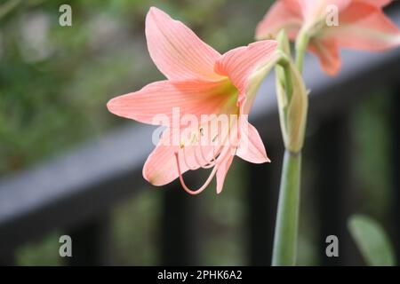 Rosa gestreifte Barbados-Lilie (Hippeastrum striatum) in Blüte : (Pix Sanjiv Shukla) Stockfoto
