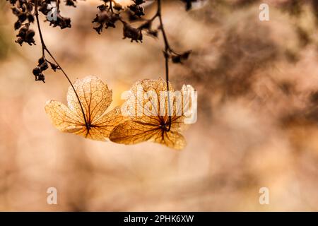 Makroaufbereitung von getrockneten Skelettblüten mit Bokeh im Herbsthintergrund Stockfoto