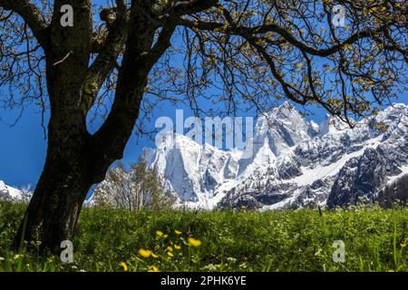 Schneebedeckte Bergkette Sciora im Frühling aus dem Dorf Soglio, Kanton der Grisons, Schweiz. Stockfoto