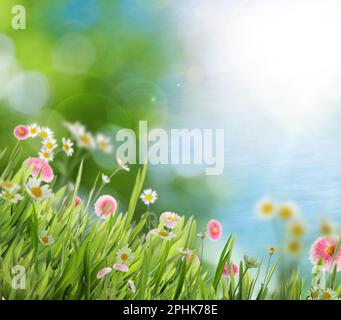 Wunderschöne blühende Blumen auf grüner Wiese an sonnigen Tagen, Bokeh-Effekt Stockfoto