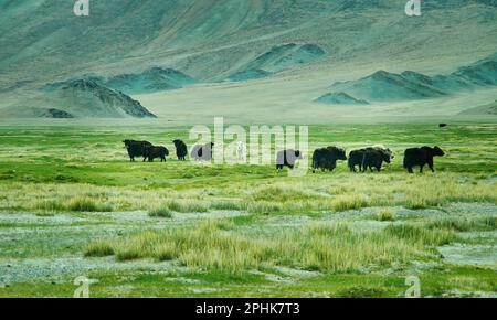 Landschaft von Weiden Yak, das Autofahren zu Dorbot Pass von Ulan-Baishint. Bayan-Olgii Provinz im Westen der Mongolei. Stockfoto