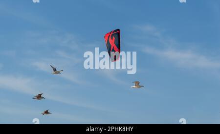 Ein roter Kiteboarding-Drachen und Möwen an einem sonnigen Tag vor blauem Himmel Stockfoto