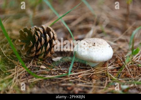 Waldpilze auf dem Waldboden im Herbst. Pflanzen Sie im September die Landschaft mit Nahaufnahme des Kiefernkegels. Stockfoto