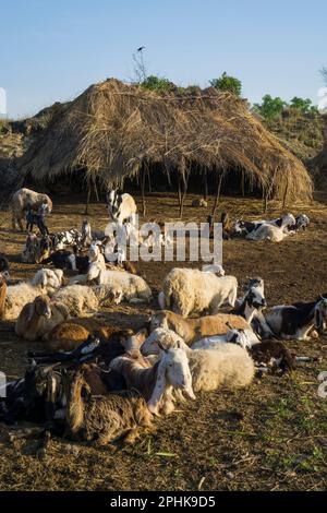 Viehzucht in Pakistan Stockfoto