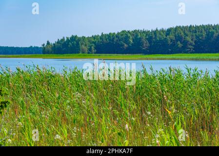 Naturlandschaft der Halbinsel Kiipsaare in Estland. Stockfoto