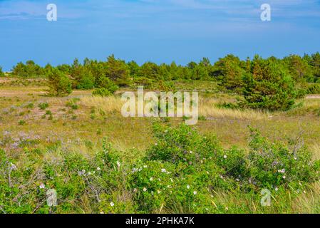 Naturlandschaft der Halbinsel Kiipsaare in Estland. Stockfoto