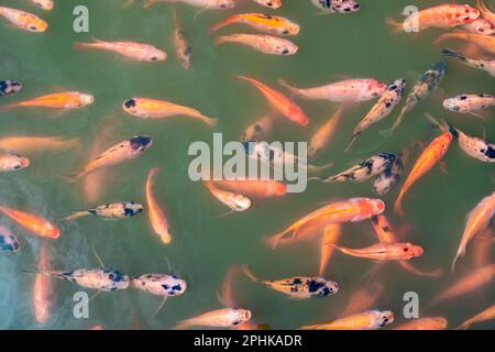 Blick von oben auf Niltilapia-Fische auf dem Bauernhof, die zur Fütterungszeit im Aquakulturteich auf Essen warten. Süßwasserfische im Aquakulturteich. Süßwasserfische Stockfoto