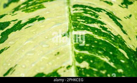 Aglonema Snow White Leaves, eine Zierpflanze, auch bekannt als Königin der Pflanzen, ausgewählter Fokus. Natürlicher Hintergrund. Stockfoto