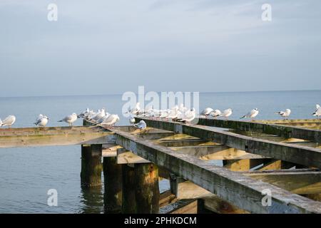 Viele weiße Möwen sitzen auf dem hölzernen Pier Stockfoto