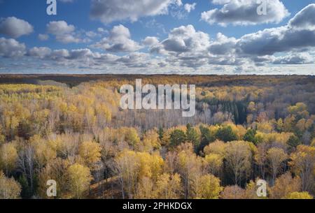 Luftaufnahme von der Drohne. herbst sibirische Landschaft mit gelbem Birkenwald und der Stadt Akademgorodok im Hintergrund. Nowosibirsk, Sibirien, Russland Stockfoto