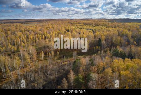 Luftaufnahme von der Drohne. herbst sibirische Landschaft mit gelbem Birkenwald und der Stadt Akademgorodok im Hintergrund. Nowosibirsk, Sibirien, Russland Stockfoto