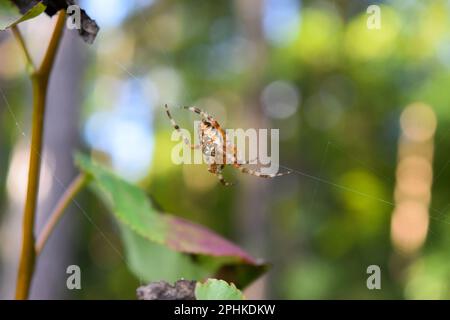 Eine große Araneus-Spinne hoch oben auf einem Spinnennetz in Nahaufnahme Stockfoto