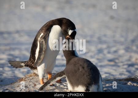 Ein erwachsener Gentoo-Pinguin, Pygoscelis papua, füttert ein Küken, oder Juvenile, in Yorke Bay, Auf den Falklandinseln. Stockfoto