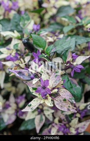 Zierpfeffer Calico, Capsicum annuum Calico, verschiedene grüne, violette und cremefarbene Blätter, violette Früchte, die rot reifen Stockfoto