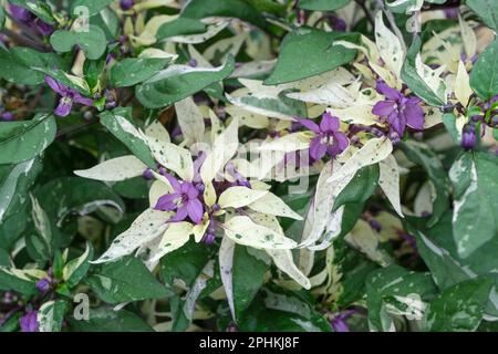 Zierpfeffer Calico, Capsicum annuum Calico, verschiedene grüne, violette und cremefarbene Blätter, violette Früchte, die rot reifen Stockfoto