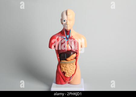 Menschliche Anatomie: Darstellung innerer Organe auf grauem Hintergrund Stockfoto