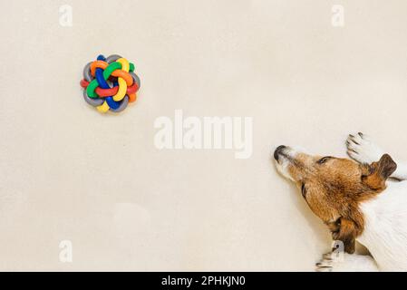 Blick von oben auf den Hund, der auf dem Boden liegt und den bunten Spielzeugball des Tieres anschaut. Stockfoto