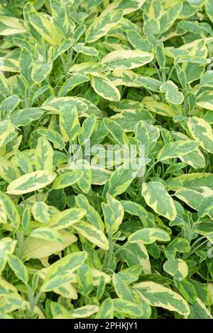 Salvia officinalis Aurea, Salbei Icterina, Salvia officinalis Variegata, Kräuterblätter mit gelben und blassgrünen Variationen, Stockfoto