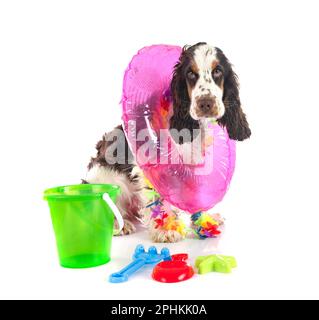 English Cocker Spaniel vor weißem Hintergrund Stockfoto