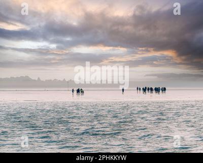 Gruppe von Personen Sandplanwandern auf dem Wattenmeer bei Ebbe vor der Küste von Den Oever, Nordholland, Niederlande Stockfoto