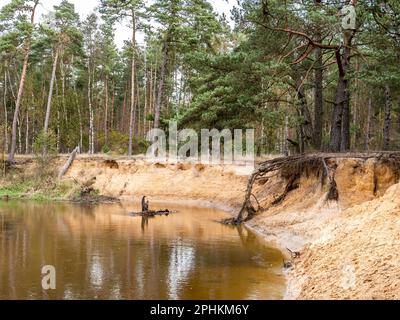 Fluss Dinkel und Kiefern im Naturschutzgebiet Lutterzand, De Lutte, Losser, Overijssel, Niederlande Stockfoto