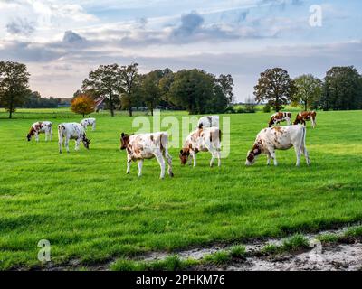 Herde rötlich-brauner 1 Jahre alter Milchkühe, die auf einer Weide in der Nähe von Denekamp, Overijssel, Niederlande weiden Stockfoto