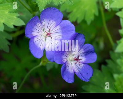 Geranium Rozanne, Blumen im Garten, Niederlande Stockfoto