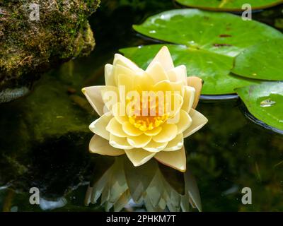 Zwerglilie, Nymphaea pygmaea Helvola, gelbe Blume in einem kleinen Gartenteich Stockfoto