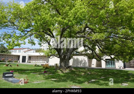 Los Angeles, Kalifornien, USA 26. März 2023 Pierce Brothers Westwood Village Memorial Park Cemetery am 26. März 2023 in Los Angeles, Kalifornien, USA. Foto: Barry King/Alamy Stock Photo Stockfoto