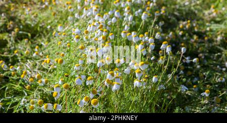 Chamaemelum nobile, gemeinhin als Kamille bekannt, blüht auf dem Anbauflächen Stockfoto