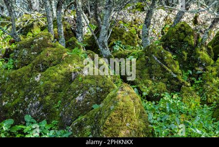 Alor Gebirge Niedrigwald, Olivenza, Badajoz, Extremadura, Spanien Stockfoto