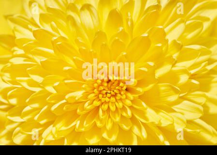 Makrofotografie des Blütenkopfs des gelben Chrysanthemms Stockfoto