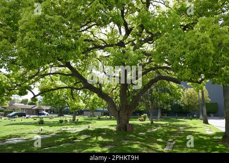 Los Angeles, Kalifornien, USA 26. März 2023 Pierce Brothers Westwood Village Memorial Park Cemetery am 26. März 2023 in Los Angeles, Kalifornien, USA. Foto: Barry King/Alamy Stock Photo Stockfoto