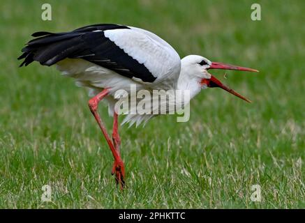 Bad Freienwalde, Deutschland. 29. März 2023. Der weiße Storch Kurtchen Rotschnabel, wie er von den Bewohnern von Bad Freienwalde liebevoll genannt wird, hat auf einer Wiese einen Regenwurm gefunden. Seit vielen Jahren ist dieser Storch einer der ersten seiner Art, der sehr früh aus dem Wintergelände zurückkehrt. Kredit: Patrick Pleul/dpa/Alamy Live News Stockfoto