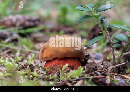 Ein kleiner, junger essbarer Neoboletus luridiformis Pilz wächst in einem Moos in einem Wald. Hellbraune Kappe, rote Poren und gelb gepunkteter Stiel. Stockfoto