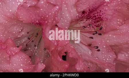 Rosa Azalea im Vordergrund Stockfoto