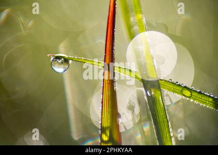 Nahaufnahmen von Tau auf Gras, Wassertropfen, die das Morgenlicht auf dem grünen Unterholz eines kleinen Holzes an einem Frühlingsmorgen einfangen Stockfoto